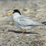 Sterne naine