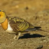 Ganga cata