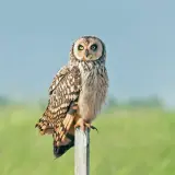 Hibou des marais