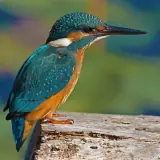 Martin-pêcheur d'Europe