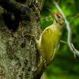 Pic cendré