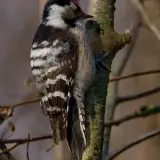 Pic épeichette