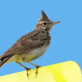 Cochevis huppé