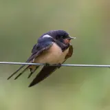 Hirondelle rustique