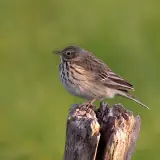 Pipit farlouse