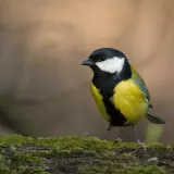 Mésange charbonnière