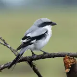 Pie-grièche grise