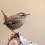 Troglodyte mignon