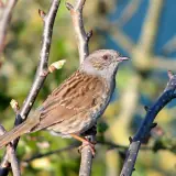 Accenteur mouchet