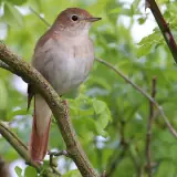Rossignol philomèle