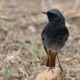 Rougequeue noir