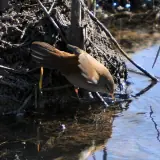 Bouscarle de Cetti