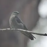 Hirondelle des Mascareignes