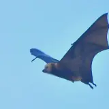 Renard volant de Maurice