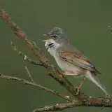 Fauvette grisette