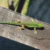 Gecko de Bourbon