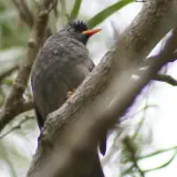 Bulbul de la Réunion