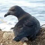 Pétrel noir de Bourbon