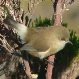 Oiseau lunettes gris