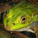 Grenouille de Lessona