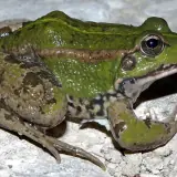 Grenouille de Pérez