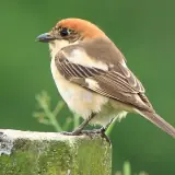 Pie-grièche à tête rousse