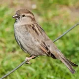 Moineau domestique