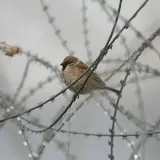 Moineau friquet