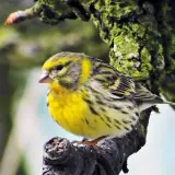 Serin cini