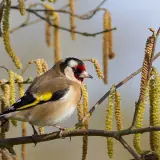 Chardonneret élégant
