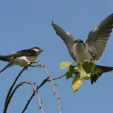 Hirondelle de fenêtre