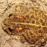 Crapaud calamite