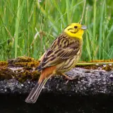 Bruant jaune