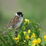 Bruant des roseaux