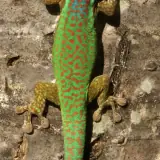 Gecko vert de Manapany
