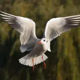 Mouette rieuse