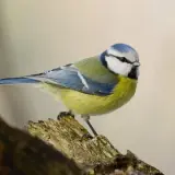 Mésange bleue