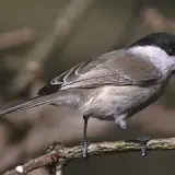 Mésange boréale