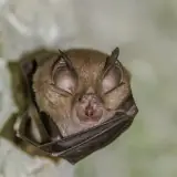 Grand rhinolophe