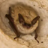 Murin à oreilles échancrées