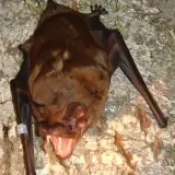 Grande Noctule