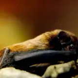 Noctule de Leisler
