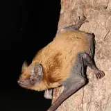 Noctule commune