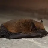 Pipistrelle commune