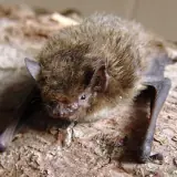 Pipistrelle de Nathusius