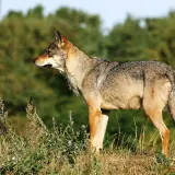 Loup gris
