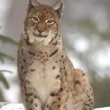 Lynx boréal