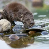 Loutre d'Europe