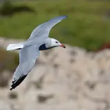 Goéland d'Audouin