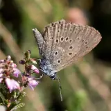 Azuré de la Gentiane pneumonanthe